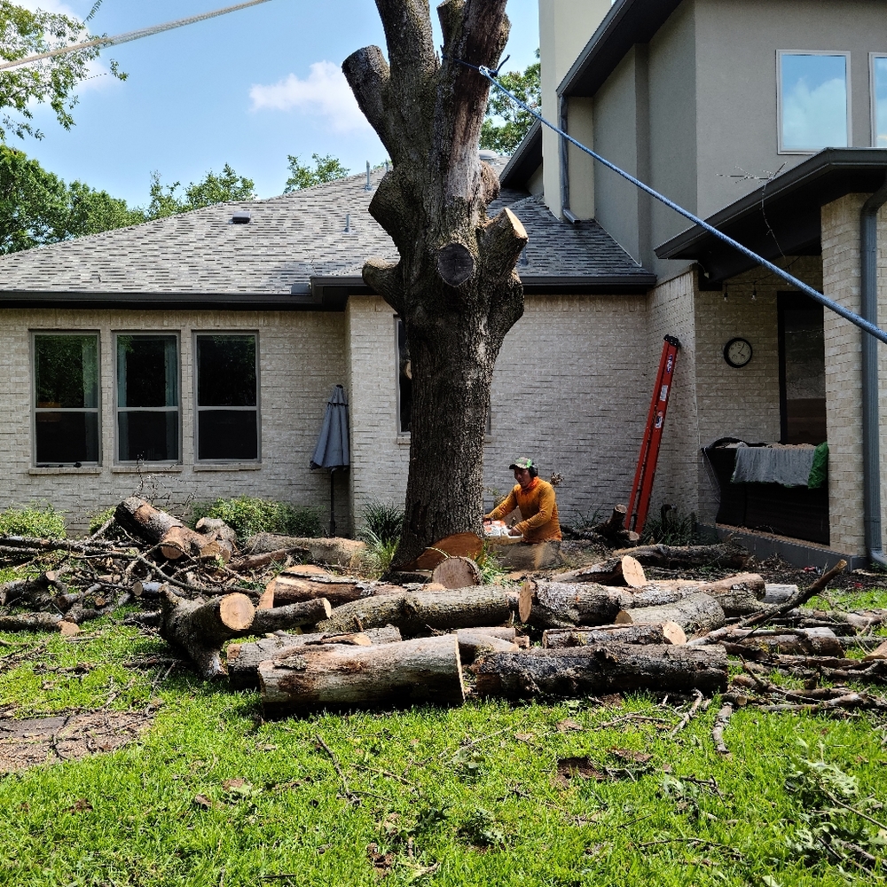 Tree service - Picture 4 of 4